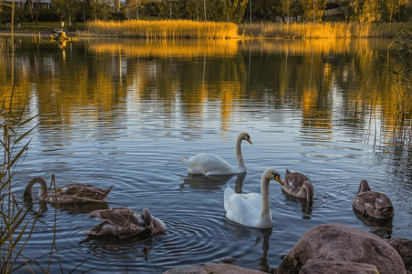 Suosituimmat päivävaelluskohteet Suomessa – Luonnon kauneutta helposti saavutettuna